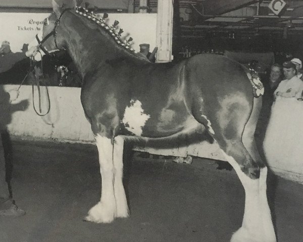 Pferd Rock Haven Argyll Scottie (Clydesdale, 1996, von Commander Mark Argyll)