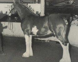 Pferd Rock Haven Argyll Scottie (Clydesdale, 1996, von Commander Mark Argyll)