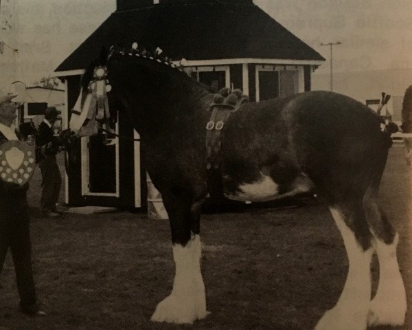 stallion Rock Elmdale Scotty Supreme (Clydesdale, 1991, from Armcroft Jock)