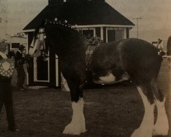 Deckhengst Rock Elmdale Scotty Supreme (Clydesdale, 1991, von Armcroft Jock)