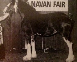 Zuchtstute Rock Elmdale Sally Sue (Clydesdale, 1988, von Armcroft Jock)