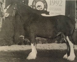 Zuchtstute Rock Elmdale Bonnie Lass (Clydesdale, 1983, von Majestic Ideal Scotty)