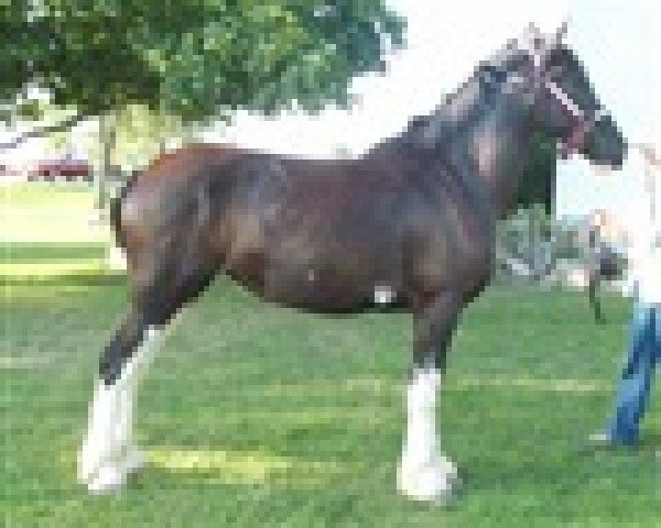 Pferd Rock Edge Lola (Clydesdale, 2011, von Haybon Captain Belleau)