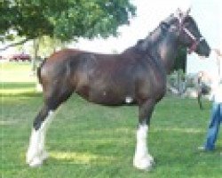 Pferd Rock Edge Lola (Clydesdale, 2011, von Haybon Captain Belleau)