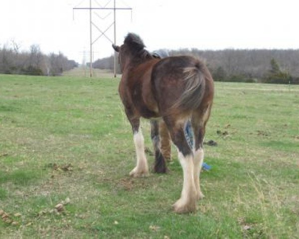 horse Rock and Rail Esme (Clydesdale, 2010, from Plunton Tearlach Suibhne)