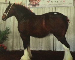 Pferd Rock and Rail Eisha (Clydesdale, 2008, von Plunton Tiarnan Ruarc)