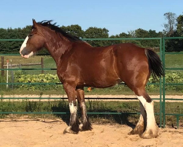 Zuchtstute Robyncroft Fusilier's Selfie (Clydesdale, 2015, von Hillmoor Fusilier)