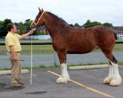 broodmare Faydar Emma (Clydesdale, 2004, from Green Leaf Governor)