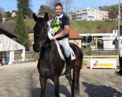 jumper Chopin V. Brunnen CH (Swiss Warmblood, 2007, from Chameur)