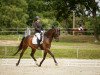 dressage horse Franz B 2 (Westphalian, 2011, from First Selection)