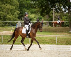 dressage horse Franz B 2 (Westphalian, 2011, from First Selection)