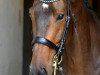 dressage horse Kaan (Zweibrücken, 2012, from Kaiserkult TSF)