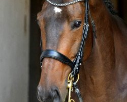 dressage horse Kaan (Zweibrücken, 2012, from Kaiserkult TSF)