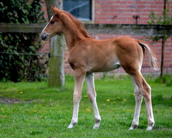 dressage horse Busenfreund (Westphalian, 2017, from Ballettmeister)