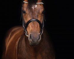 jumper Abstinent (German Sport Horse, 2007, from Abke 4)