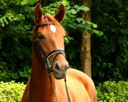 broodmare Victoria's Secret 7 (Westphalian, 2011, from Vitalis)