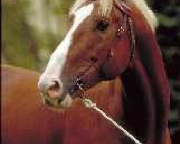 stallion Baulieu de Carré (Selle Français, 1989, from Grand Veneur)