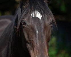 dressage horse Silva (Württemberger, 2004, from Sir Oldenburg)