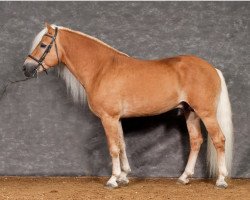 stallion Wüstenprinz (Haflinger, 2007, from liz. 280/T Wolfgang)