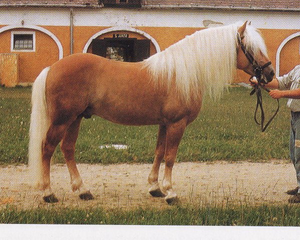 stallion Stuart (Haflinger, 1982, from 1099 Stecher)