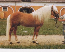 Deckhengst Stuart (Haflinger, 1982, von 1099 Stecher)