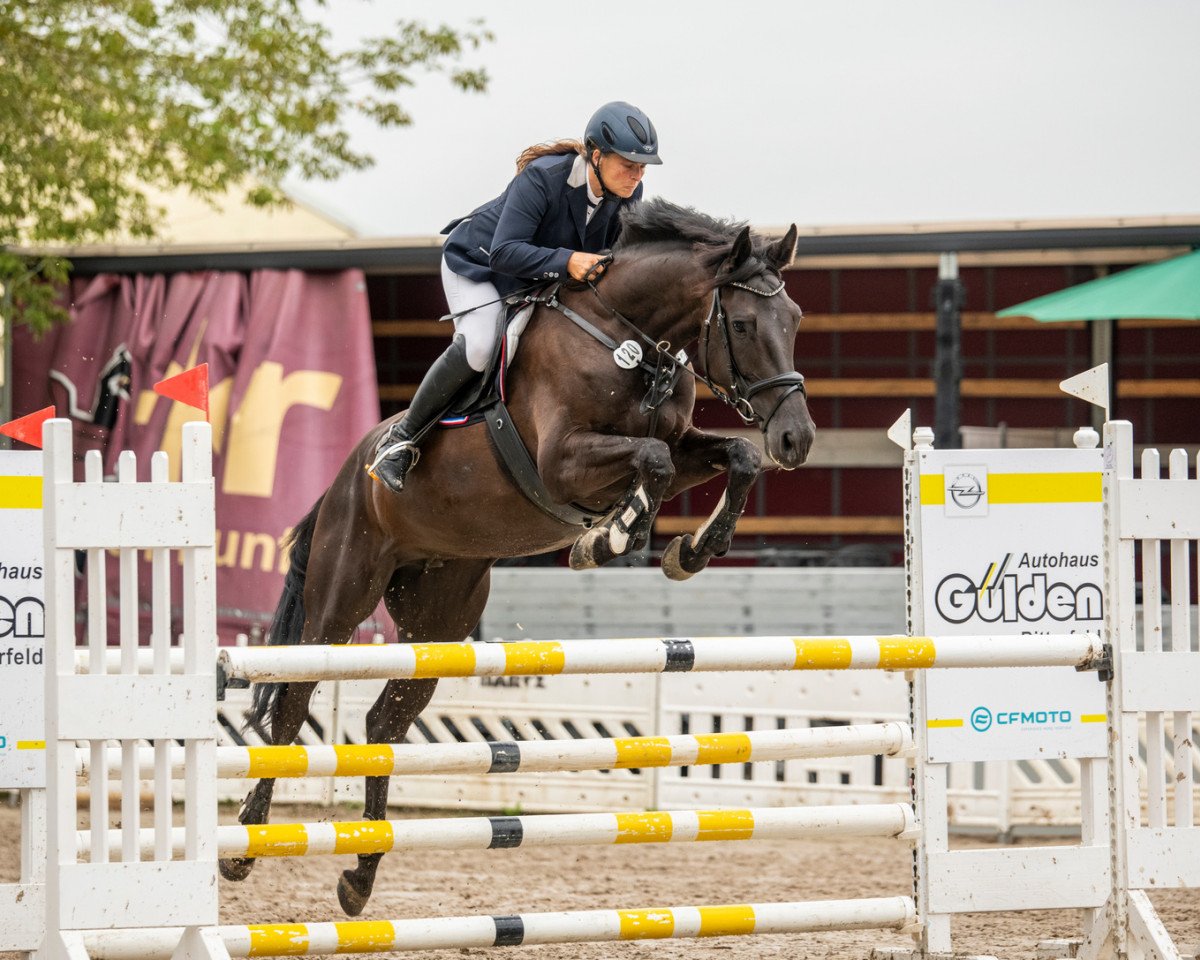 broodmare Carmencita 14 (Holsteiner, 2013, from Casalito)
