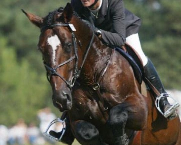 stallion Leonardo Louvo (Selle Français, 1999, from Quick Star)