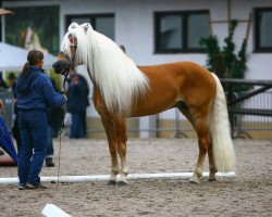 Deckhengst liz. 280/T Wolfgang (Haflinger, 2000, von liz. 167/T Walzertakt)