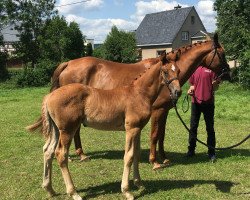 dressage horse Dr. Hansen (German Sport Horse, 2020, from Dominos 5)