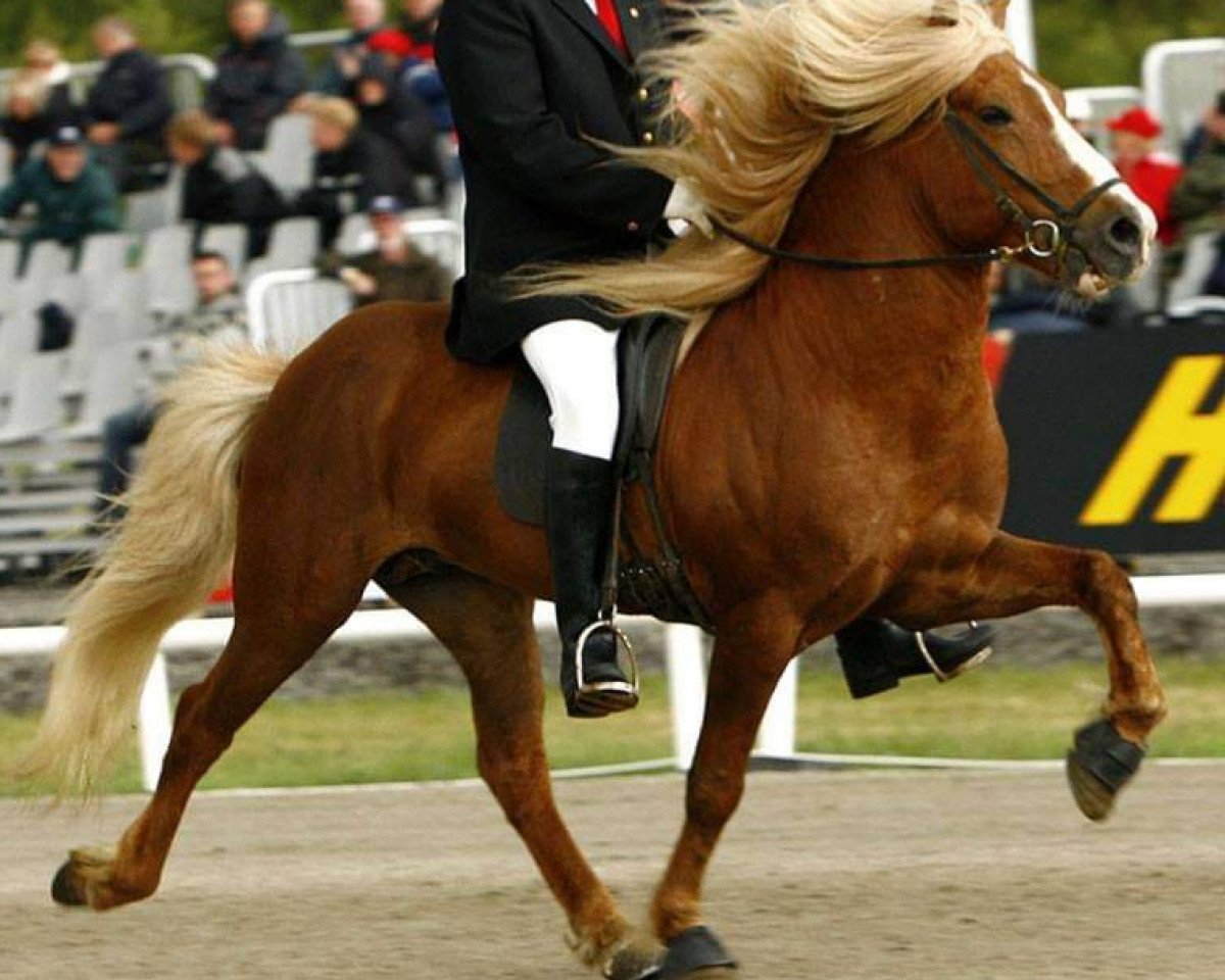stallion Hugi fra Hafsteinsstödum (Iceland Horse, 1991, from Hrafn frá Holtsmúla)