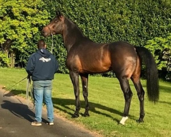 stallion Qargenta du Plessis (Selle Français, 2004, from Calvaro Z)