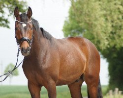 dressage horse Ferrero R (Westphalian, 2017, from For Romance II)