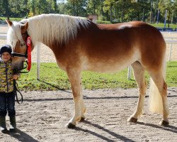 Zuchtstute Frühlingszauber (Haflinger, 2018, von Blickfang)