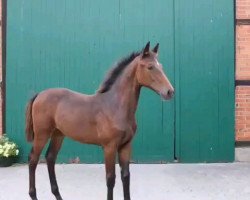 broodmare Quantina (Hanoverian, 2019, from Quantensprung 3)