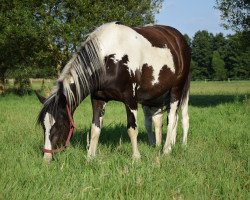 Pferd Asta (Polnisches Warmblut, 2017)