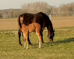 broodmare Senorita (Hanoverian, 2020, from So Unique)