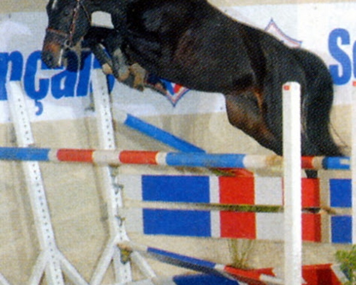 stallion Rasta du Soutrait (Selle Français, 2005, from Adelfos)