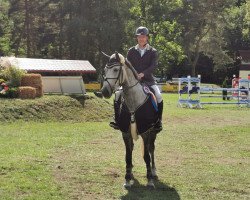 jumper Stella L 2 (Oldenburg show jumper, 2012, from Stylist)