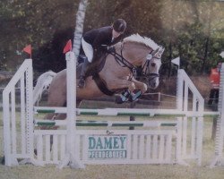 dressage horse Garry Glitter 2 (German Riding Pony, 2003, from Golden Springfield B)