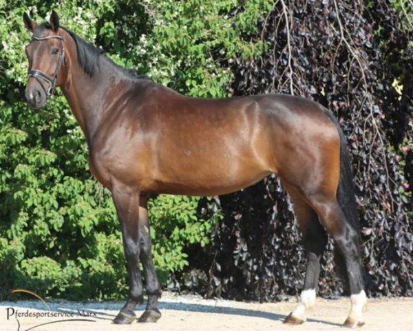 dressage horse Fellini 149 (Oldenburg, 2013, from Foundation 2)