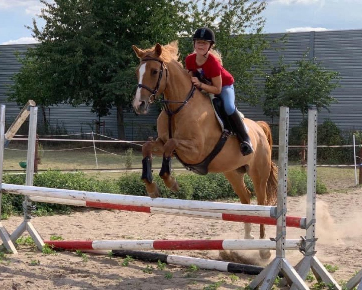 broodmare Daddy's Sunshine J (German Riding Pony, 2010, from FS Daddy Cool)