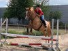 broodmare Daddy's Sunshine J (German Riding Pony, 2010, from FS Daddy Cool)