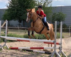 broodmare Daddy's Sunshine J (German Riding Pony, 2010, from FS Daddy Cool)