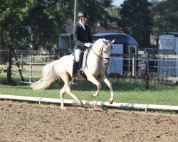 dressage horse Golden Flurry J (German Riding Pony, 2016, from HET Golden Dream)