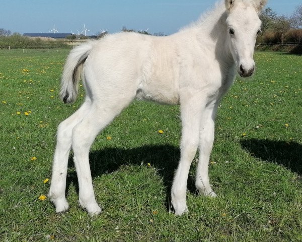 horse Tino (Fjord Horse, 2020, from Trollfin)