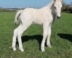 Pferd Tino (Fjordpferd, 2020, von Trollfin)