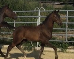 dressage horse Mayah (Hanoverian, 2020, from E.H. Millennium)