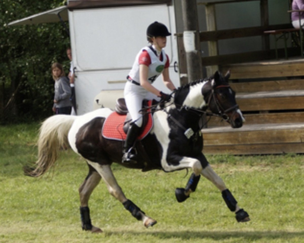 jumper Sambuco Junior (Pinto / Hunter, 2001, from Sambuco B)