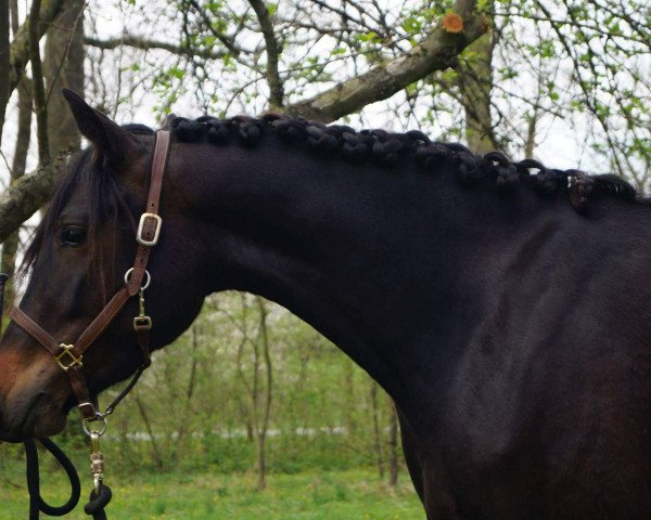 dressage horse Midnight Girl (Connemara Pony, 2014, from El Larry II)