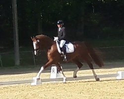 Dressurpferd Eernie (KWPN (Niederländisches Warmblut), 2016, von Eebert)